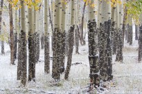 Aspen, elk, trees, snow, fine art,